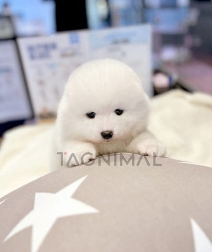 Samoyed puppy for sale, dog for sale at Tagnimal