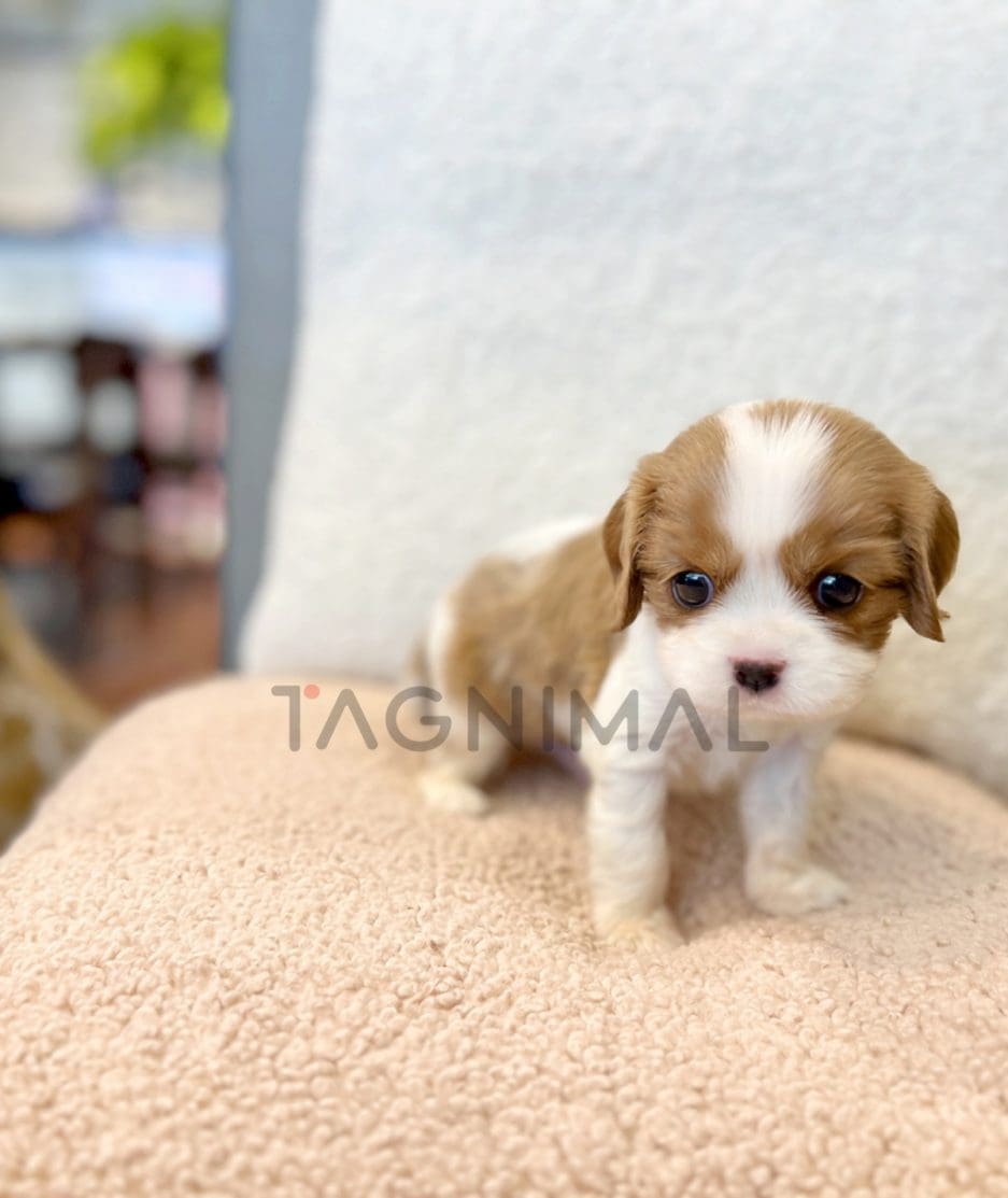 Cavalier King Charles puppy for sale, dog for sale at Tagnimal
