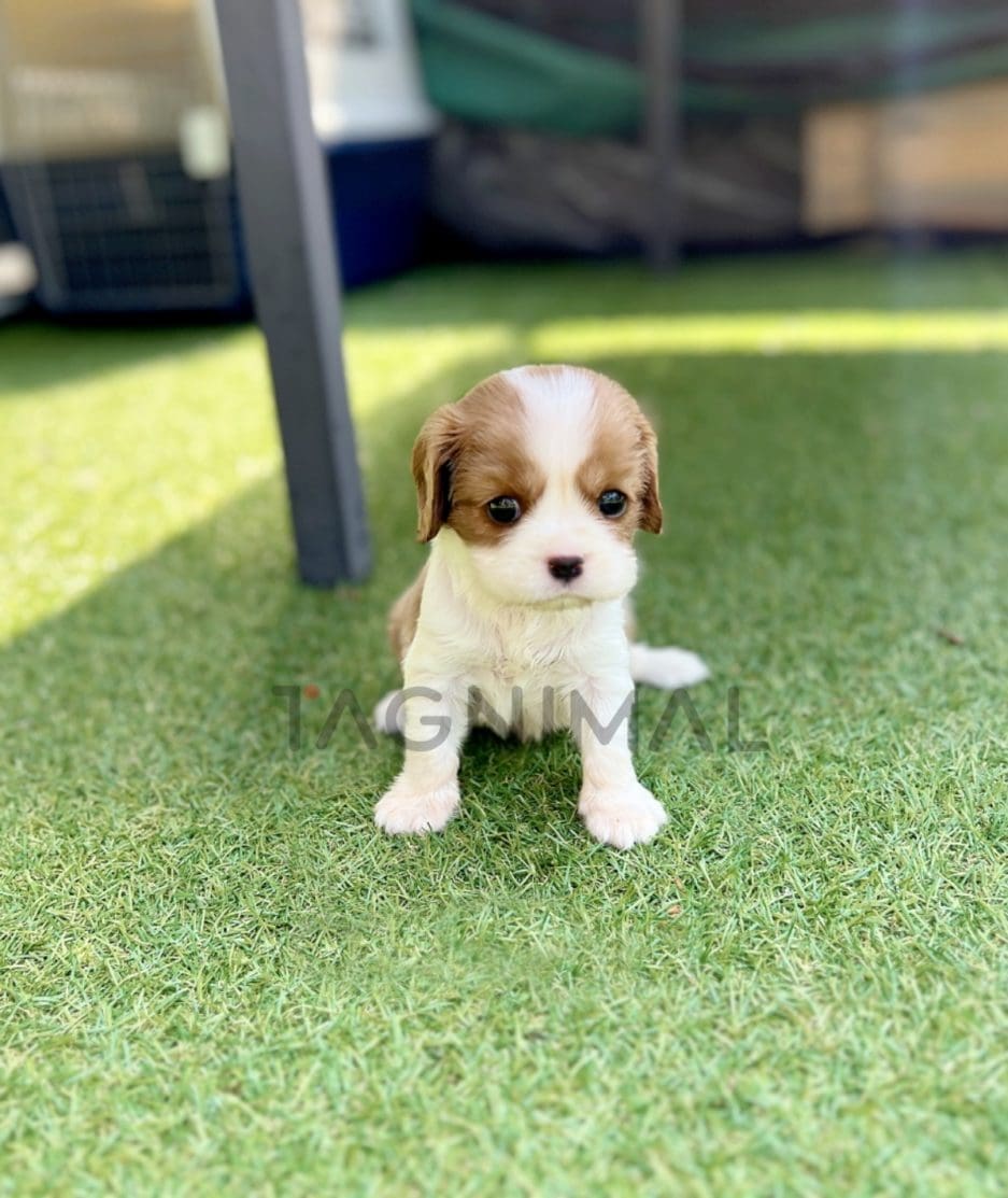 Cavalier King Charles puppy for sale, dog for sale at Tagnimal