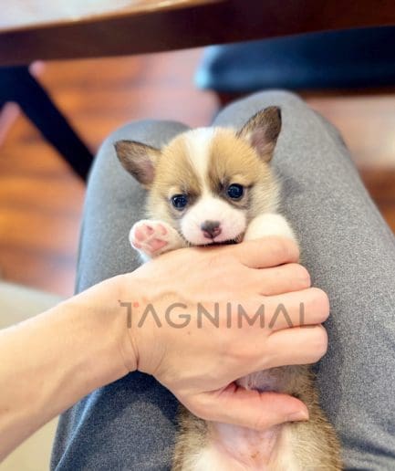 Welsh Corgi puppy for sale, dog for sale at Tagnimal