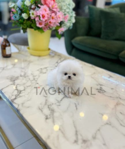 Pomeranian puppy for sale, dog for sale at Tagnimal