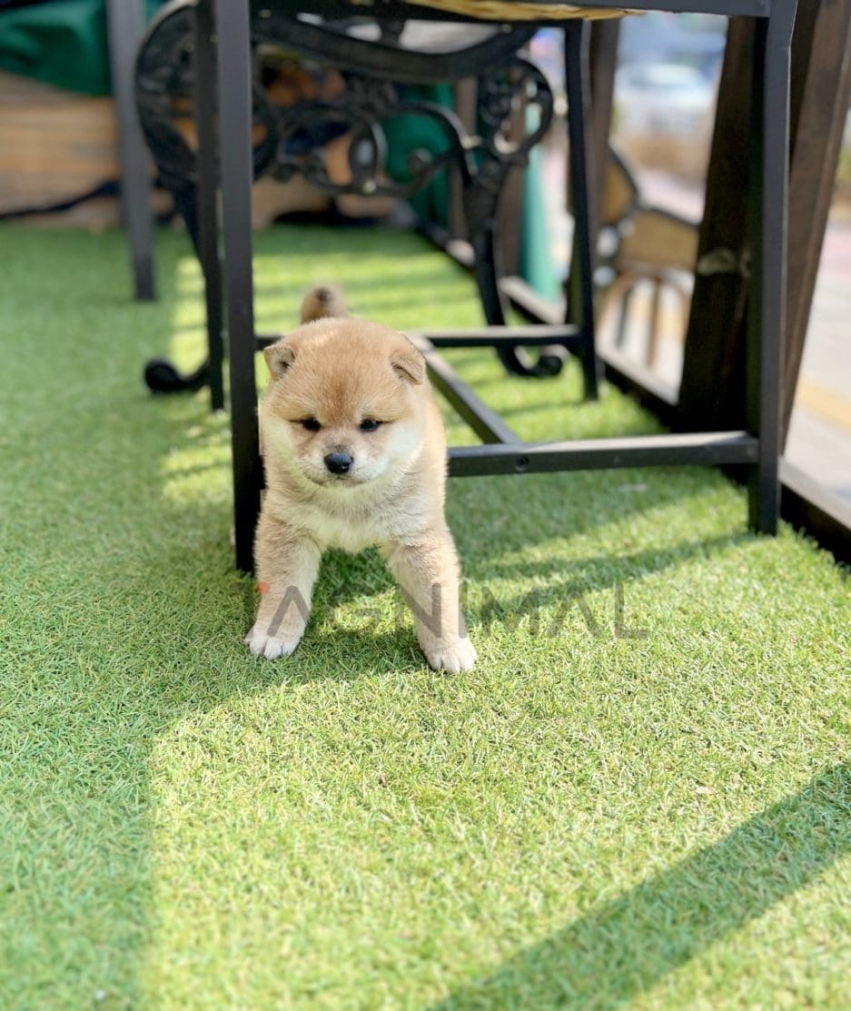 Shiba Inu puppy for sale, dog for sale at Tagnimal