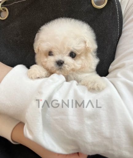 Maltipooa puppy for sale, dog for sale at Tagnimal