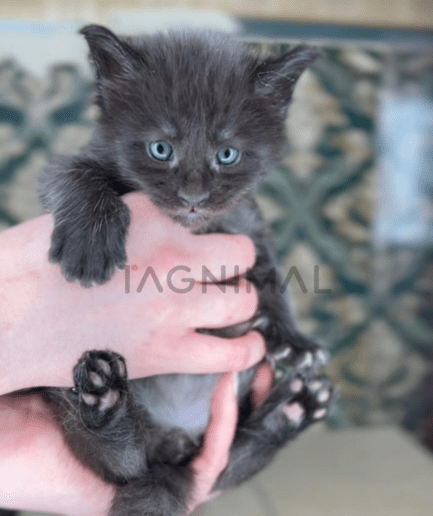 Maine coon baby kitten for sale, cat for sale at Tagnimal