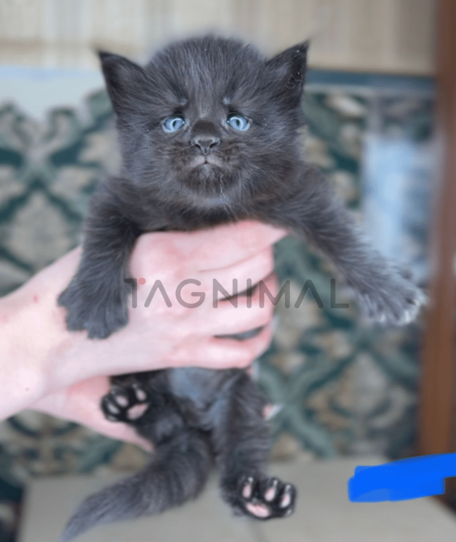 Maine coon baby kitten for sale, cat for sale at Tagnimal