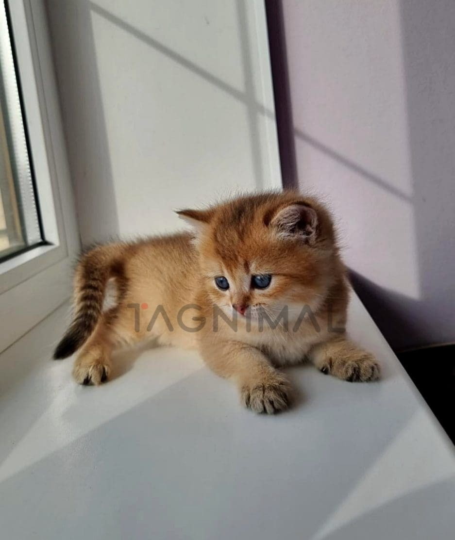 Scottish Kilt Straight kitten for sale, cat for sale at Tagnimal