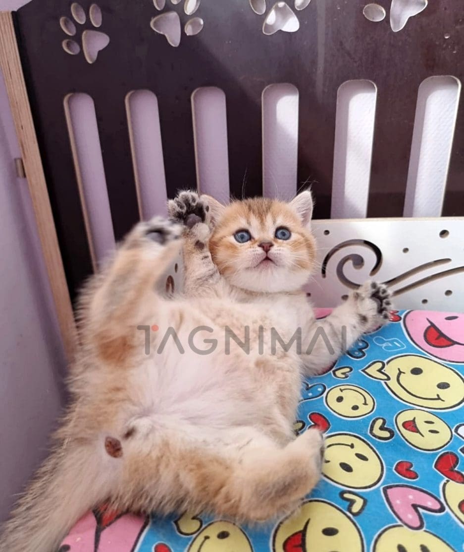 Scottish Kilt Straight kitten for sale, cat for sale at Tagnimal