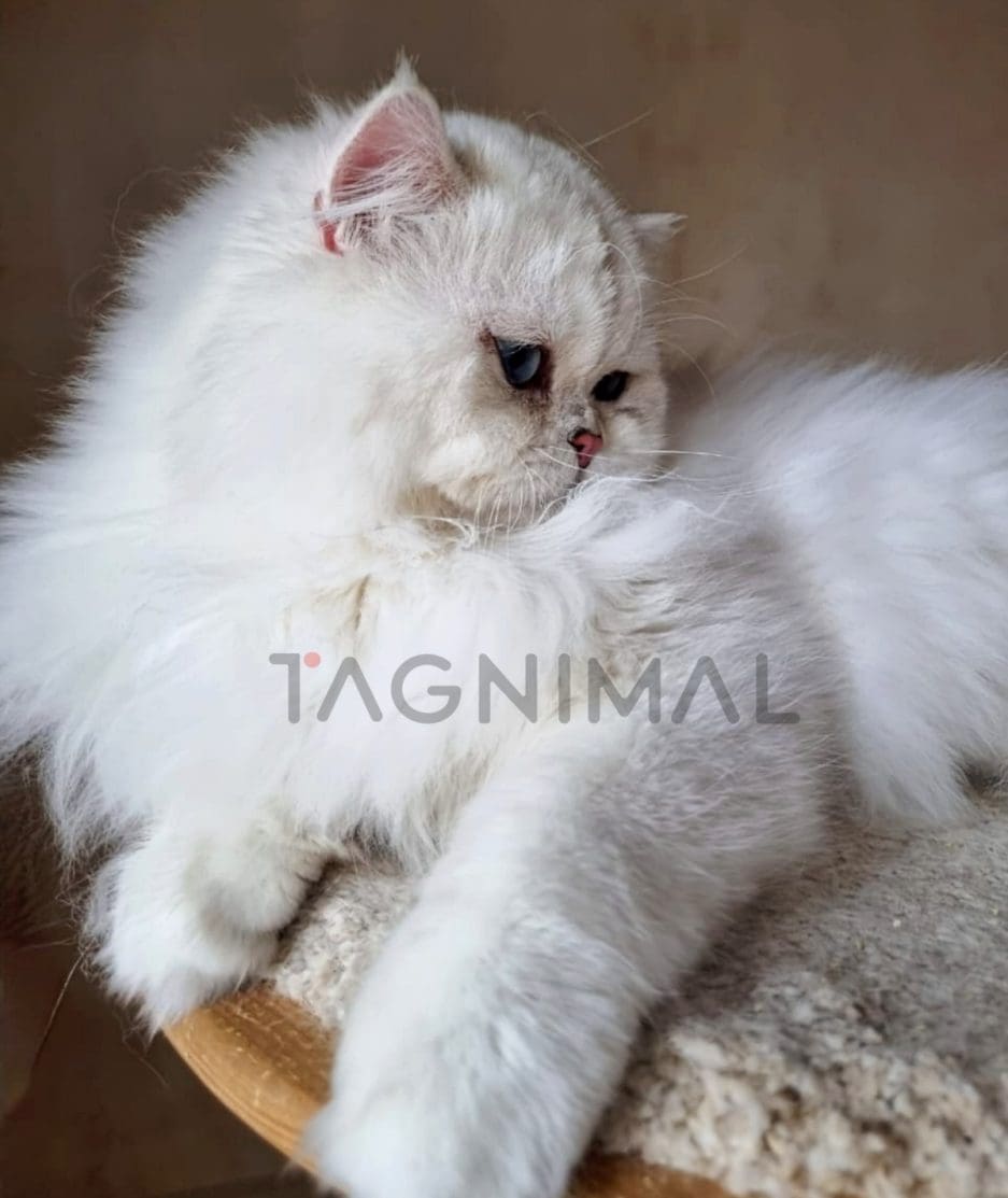 Highland straight kitten for sale, cat for sale at Tagnimal