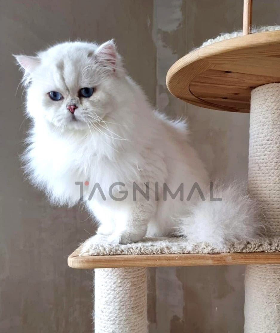 Highland straight kitten for sale, cat for sale at Tagnimal