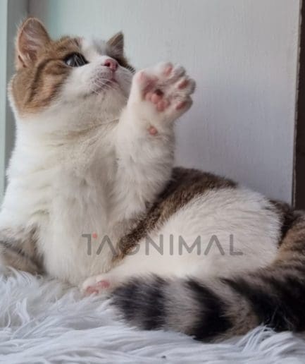 Munchkin baby kitten for sale, cat for sale at Tagnimal