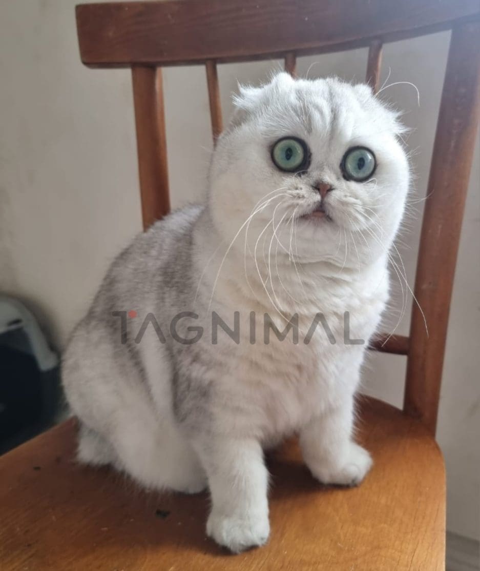 Scottish fold baby kitten for sale, cat for sale at Tagnimal