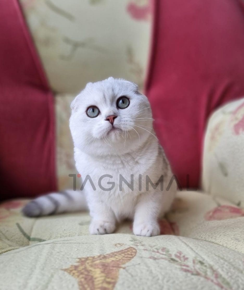 Scottish fold baby kitten for sale, cat for sale at Tagnimal