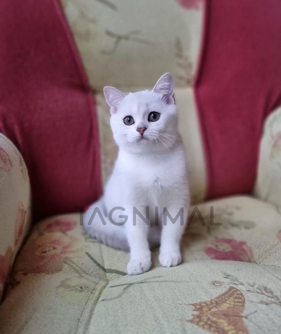 Scottish straight baby kitten for sale, cat for sale at Tagnimal