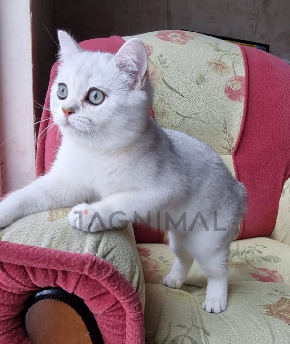 Scottish straight baby kitten for sale, cat for sale at Tagnimal