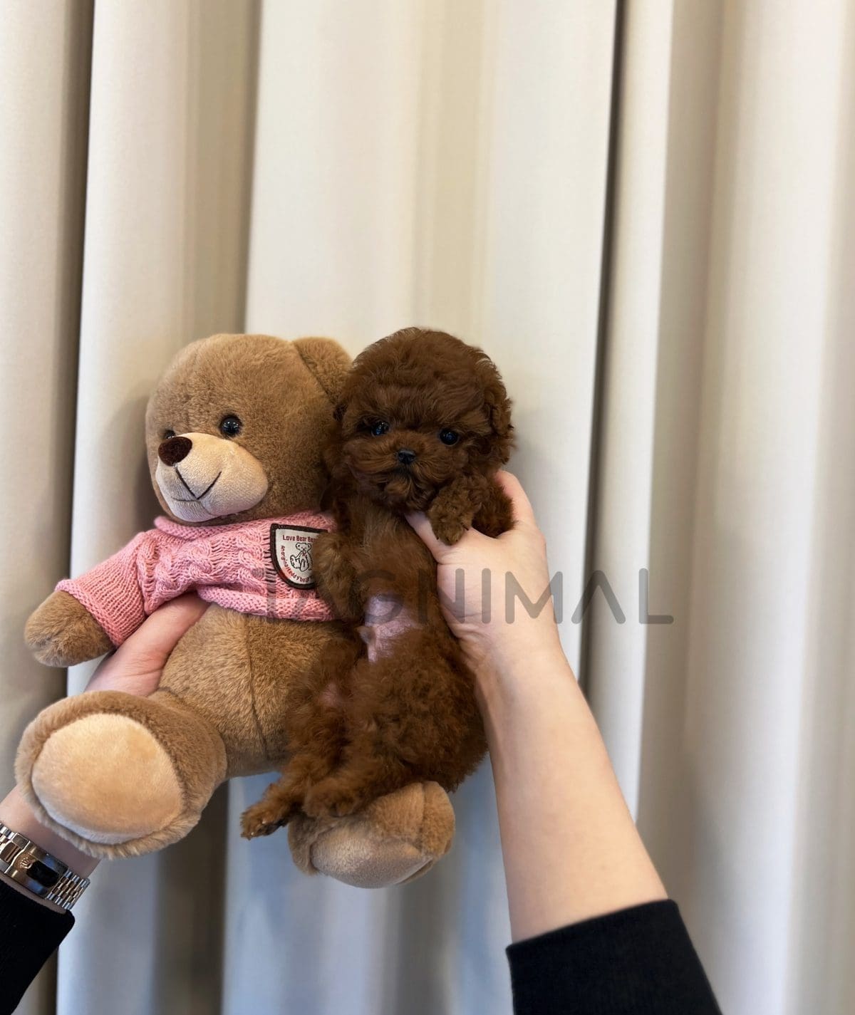 Poodle for sale, dog for sale at Tagnimal