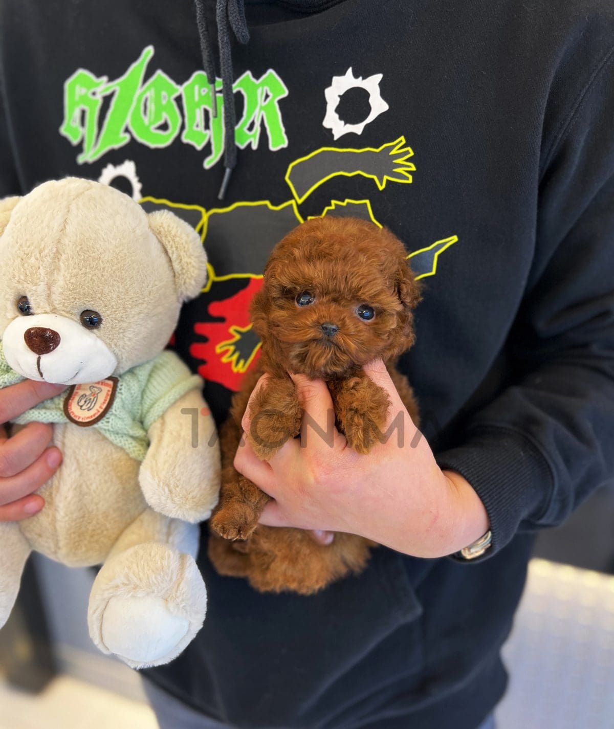 Poodle for sale, dog for sale at Tagnimal