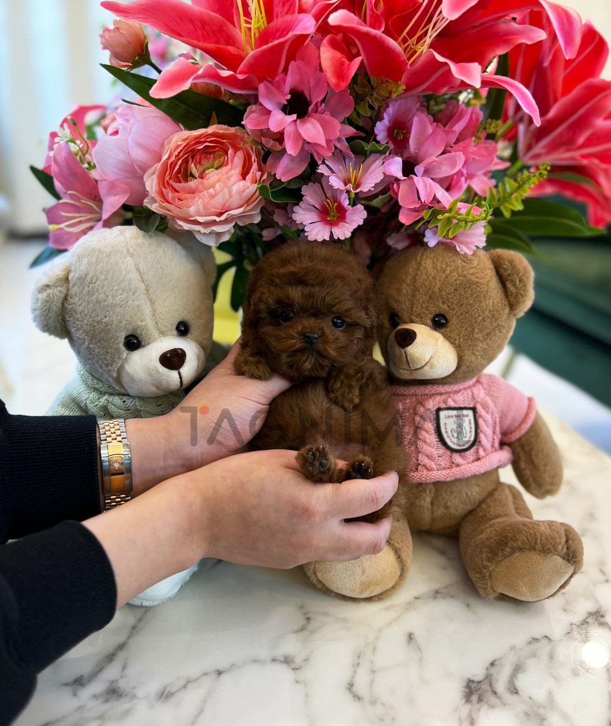 Poodle for sale, dog for sale at Tagnimal