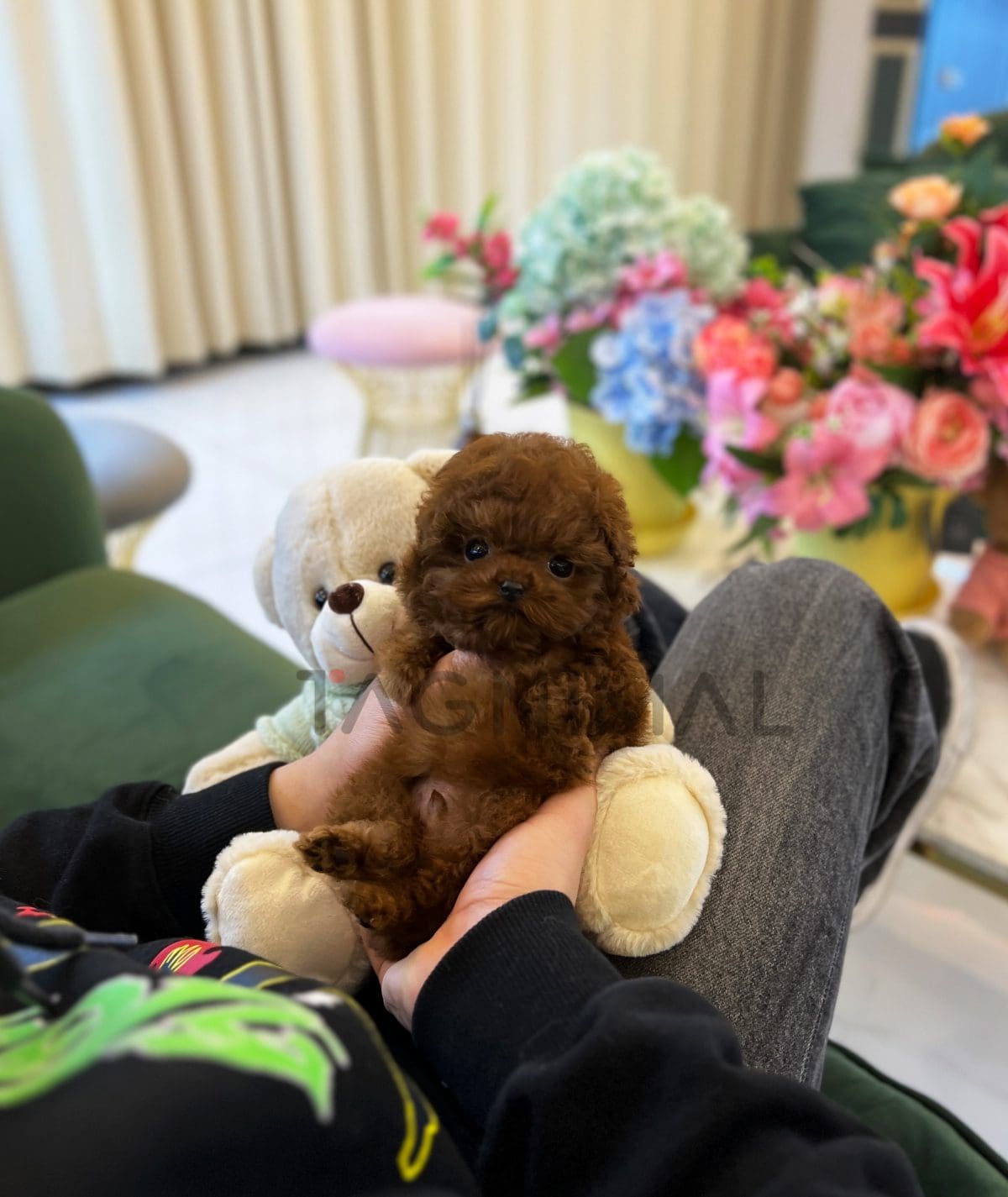 Poodle for sale, dog for sale at Tagnimal