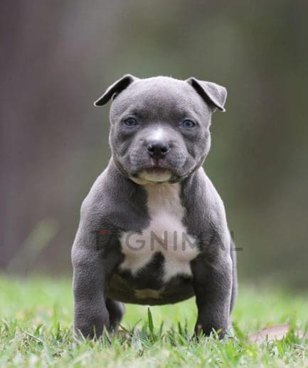 American Bully puppy for sale, dog for sale at Tagnimal