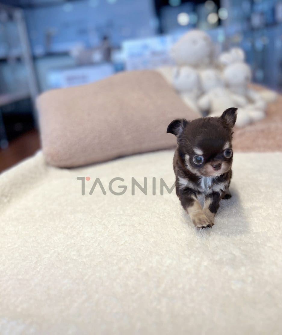 Chihuahua for sale, dog for sale at Tagnimal