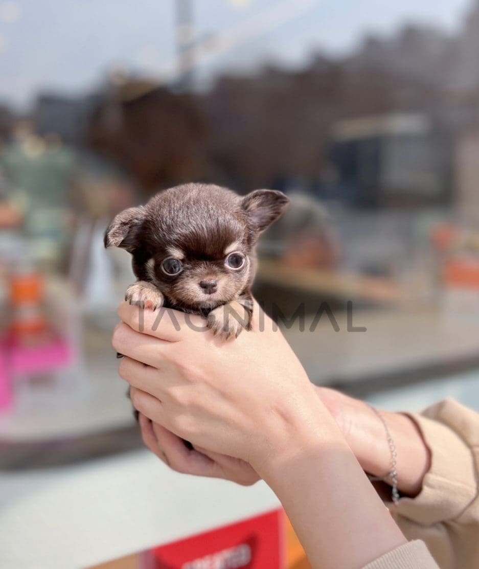 Chihuahua for sale, dog for sale at Tagnimal