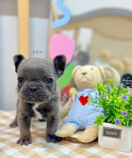 French Bulldog puppy for sale, dog for sale at Tagnimal