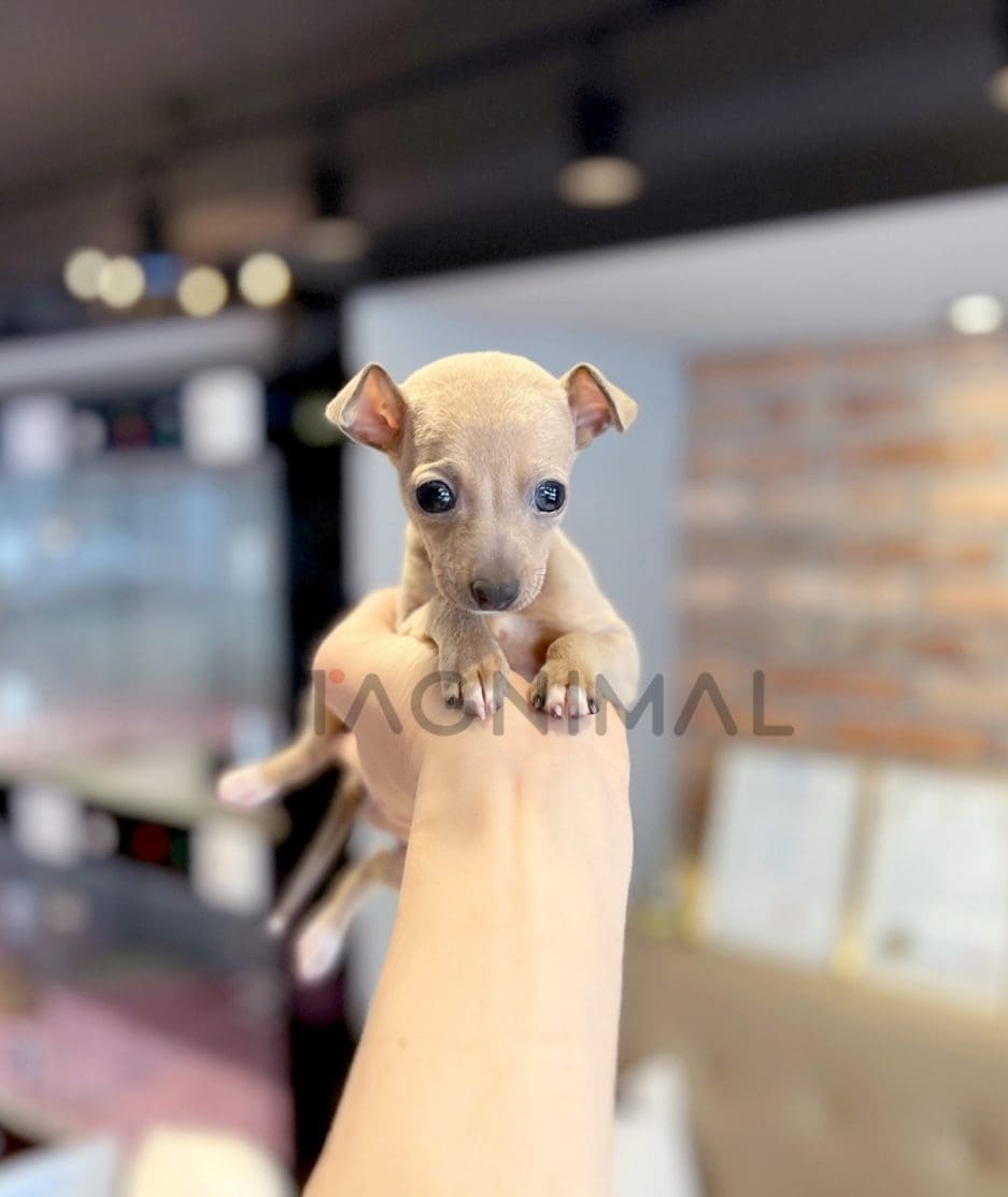Italian Greyhound for sale, dog for sale at Tagnimal