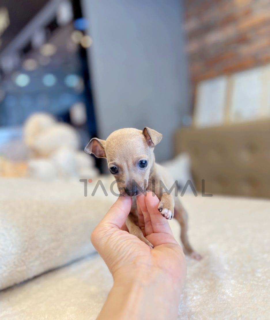 Italian Greyhound for sale, dog for sale at Tagnimal