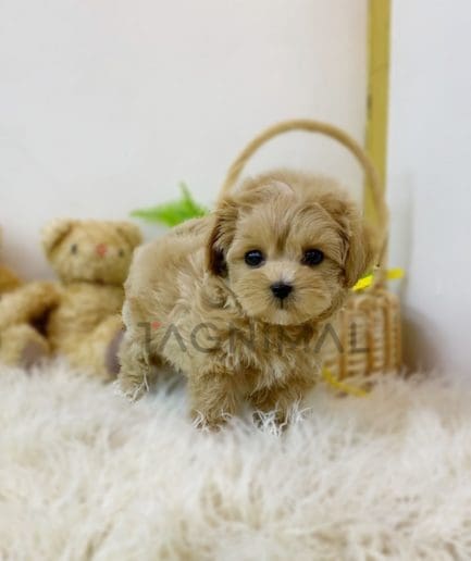 Maltipoo puppy for sale, dog for sale at Tagnimal