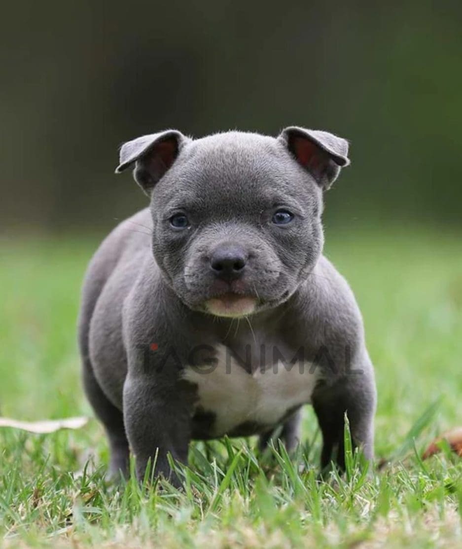 American Bully puppy for sale, dog for sale at Tagnimal