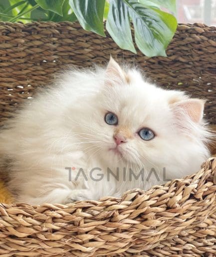 British longhair kitten for sale, cat for sale at Tagnimal