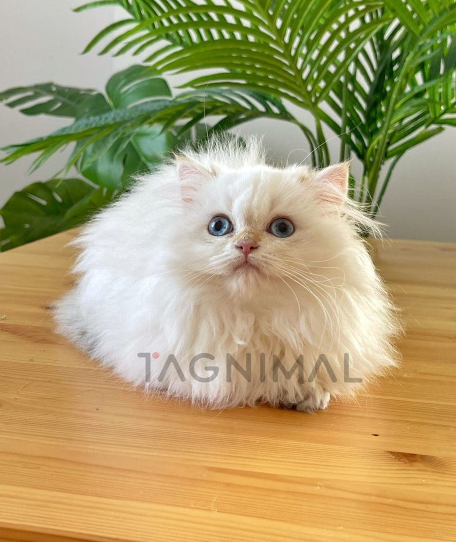 British longhair kitten for sale, cat for sale at Tagnimal