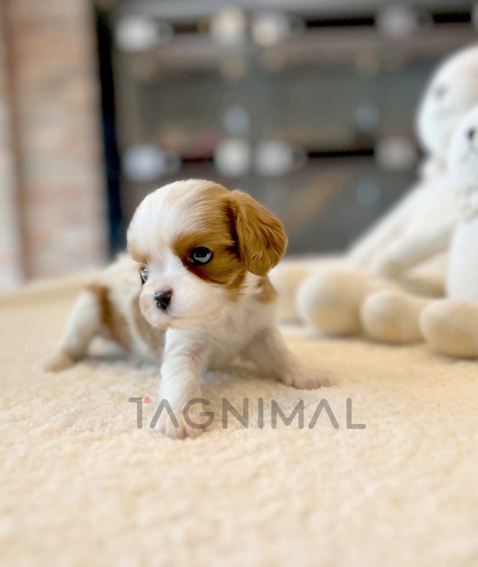 Cavalier puppy for sale, dog for sale at Tagnimal