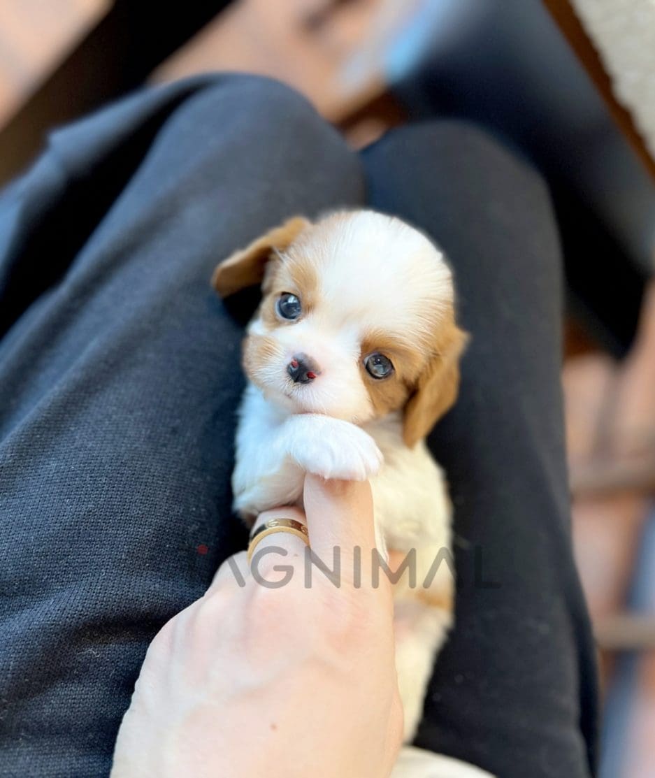 Cavalier puppy for sale, dog for sale at Tagnimal