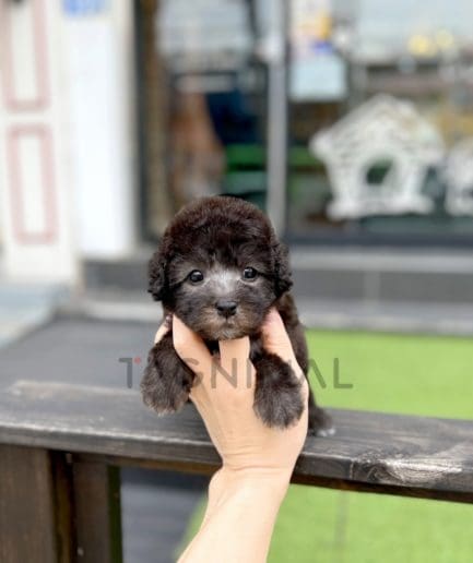 Bedlington puppy for sale, dog for sale at Tagnimal