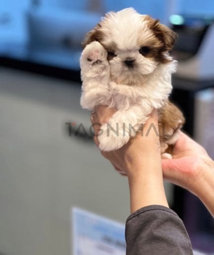Shih Tzu puppy for sale, dog for sale at Tagnimal