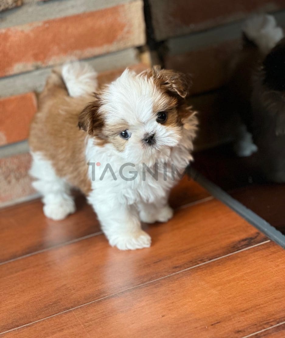 Shih Tzu puppy for sale, dog for sale at Tagnimal