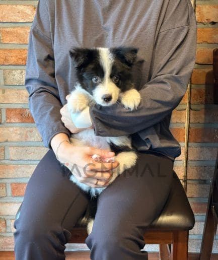 Border Collie puppy for sale, dog for sale at Tagnimal
