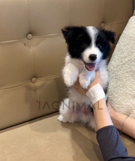 Border Collie puppy for sale, dog for sale at Tagnimal