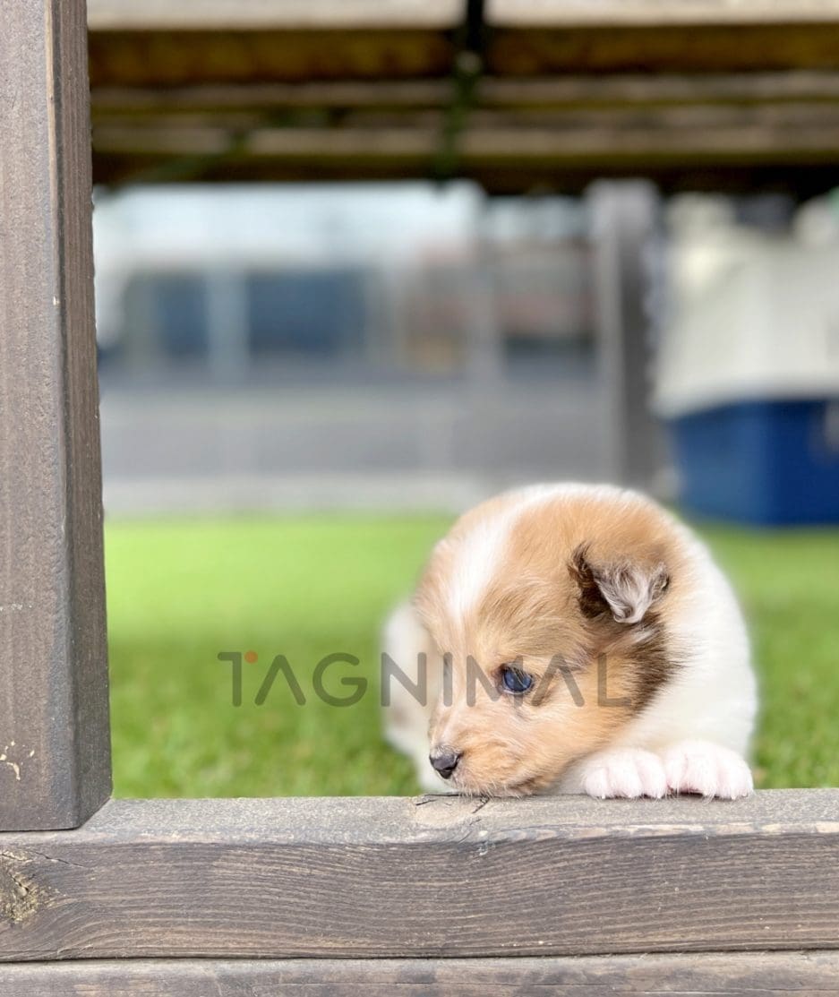 Shetland Sheepdog puppy for sale, dog for sale at Tagnimal