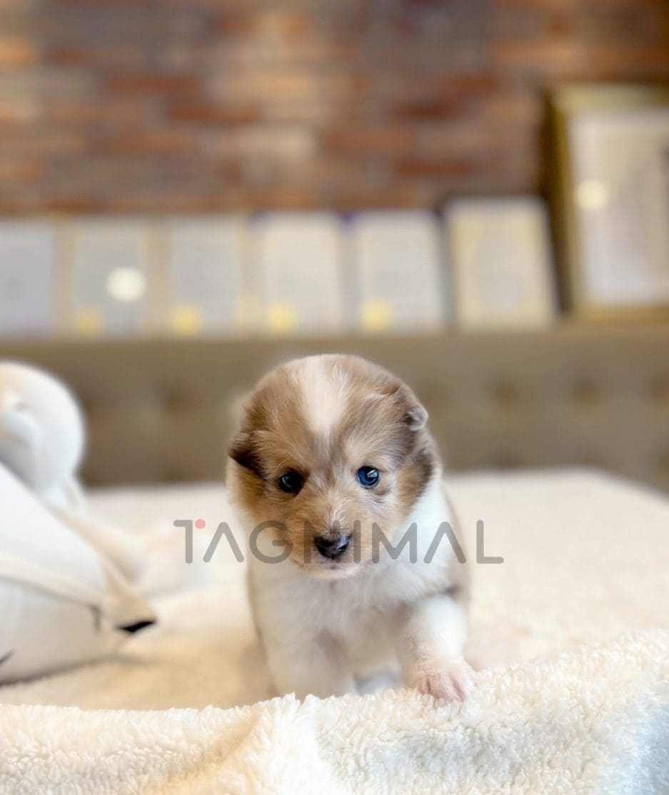 Shetland Sheepdog puppy for sale, dog for sale at Tagnimal