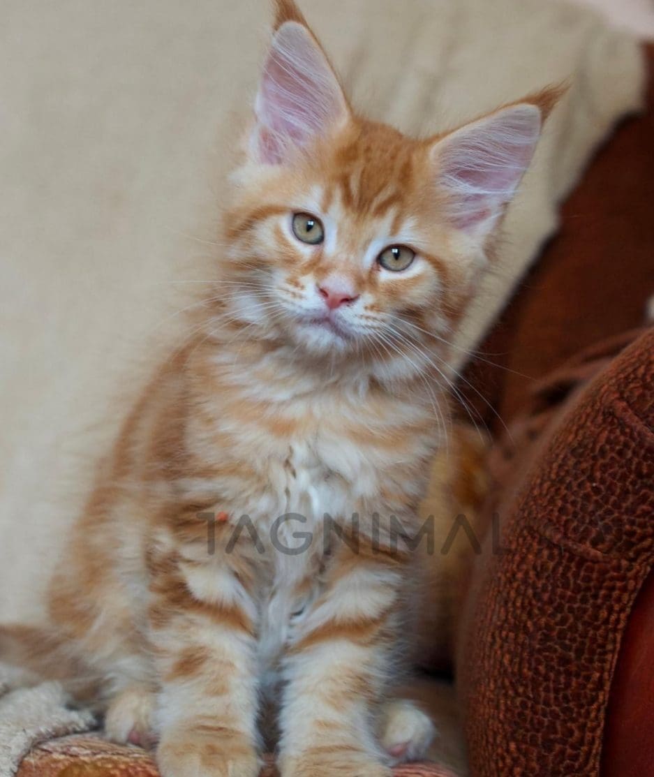 Maine coon kitten for sale, cat for sale at Tagnimal