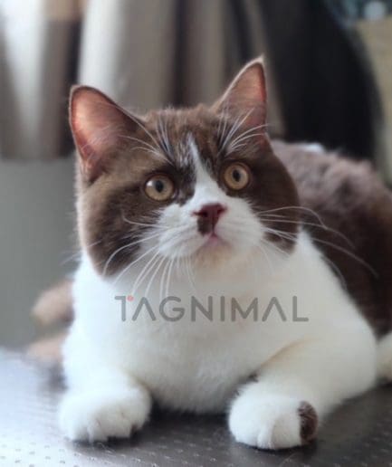 British shorthair kitten for sale, cat for sale at Tagnimal