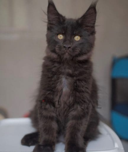 Maine coon kitten for sale, cat for sale at Tagnimal