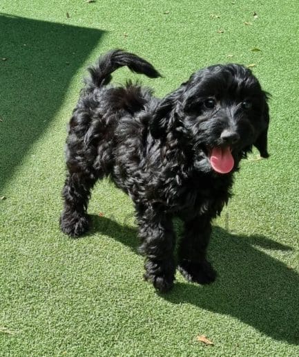 Cockapoo puppy for sale, dog for sale at Tagnimal