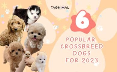 Tagnimal popular cross breed dog blog banner