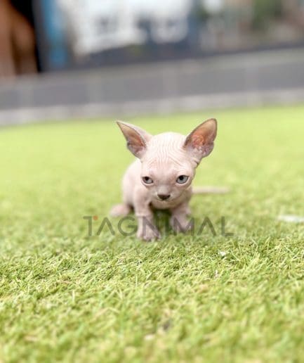 Bambino shorthair kitten for sale, cat for sale at Tagnimal