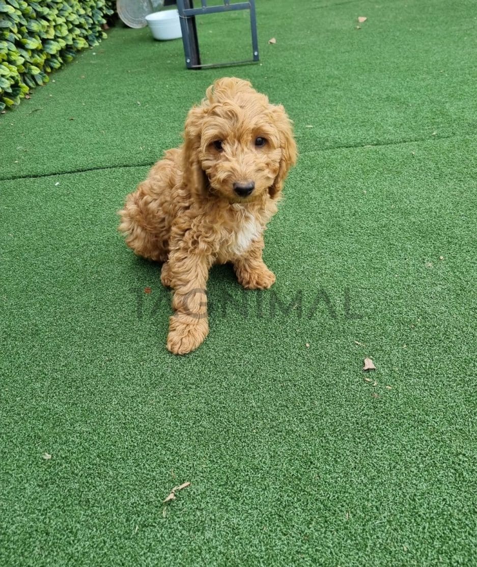 Cockapoo puppy for sale, dog for sale at Tagnimal