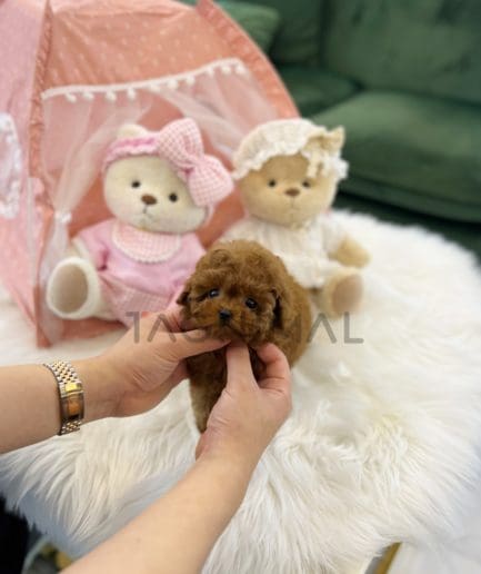 ขายลูกสุนัขพุดเดิ้ล ซื้อสุนัข ซื้อหมา ได้ที่ Tagnimal