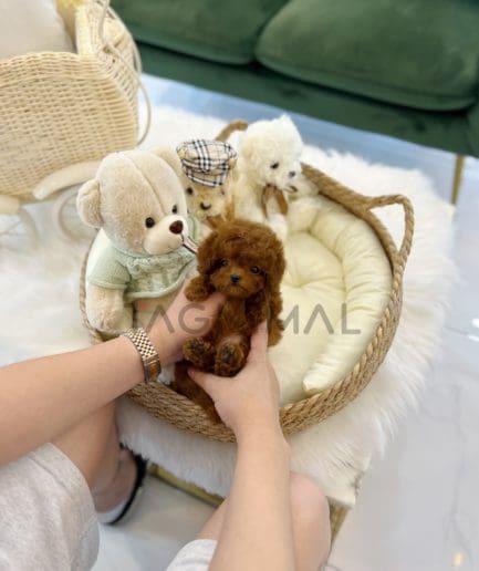 ขายลูกสุนัขพุดเดิ้ล ซื้อสุนัข ซื้อหมา ได้ที่ Tagnimal